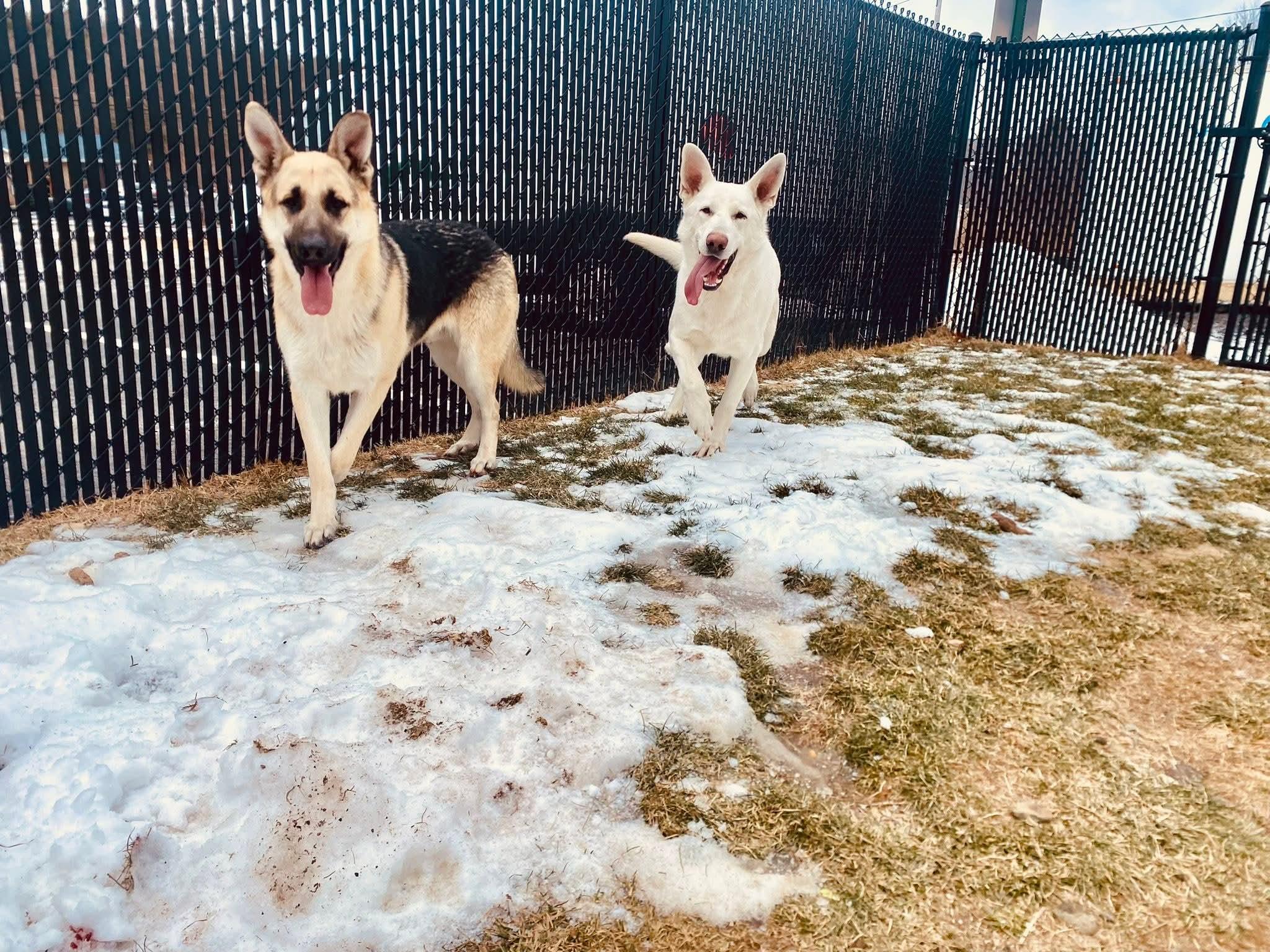 Enlarge Jordan, a ADOPTABLE German Shepherd Dog in Medfield, MA image 4/6