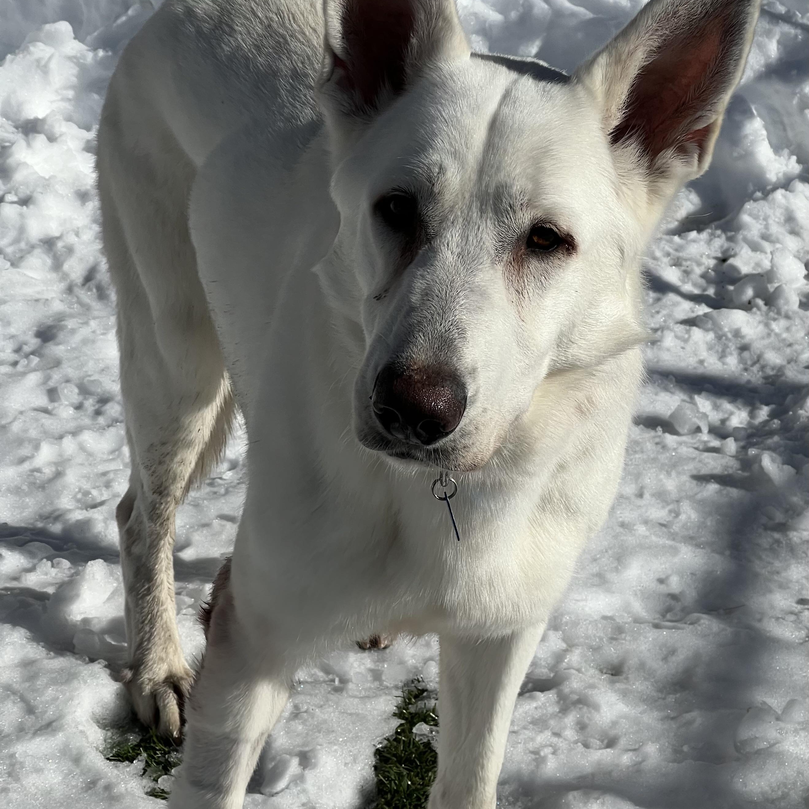Enlarge Jordan, a ADOPTABLE German Shepherd Dog in Medfield, MA image 5/6