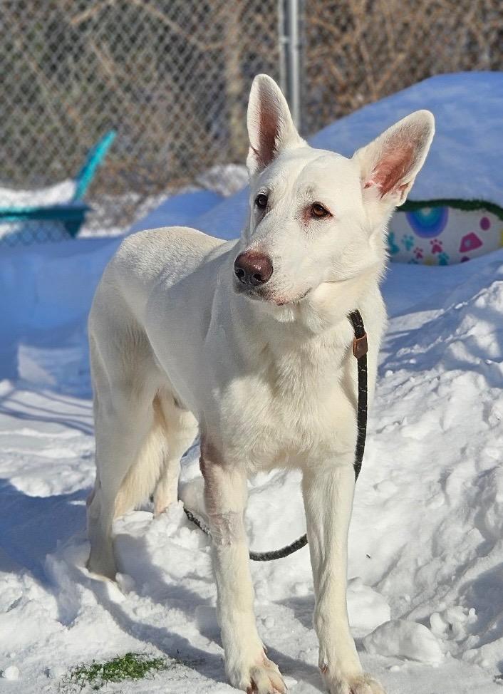 Enlarge Jordan, a ADOPTABLE German Shepherd Dog in Medfield, MA image 2/6