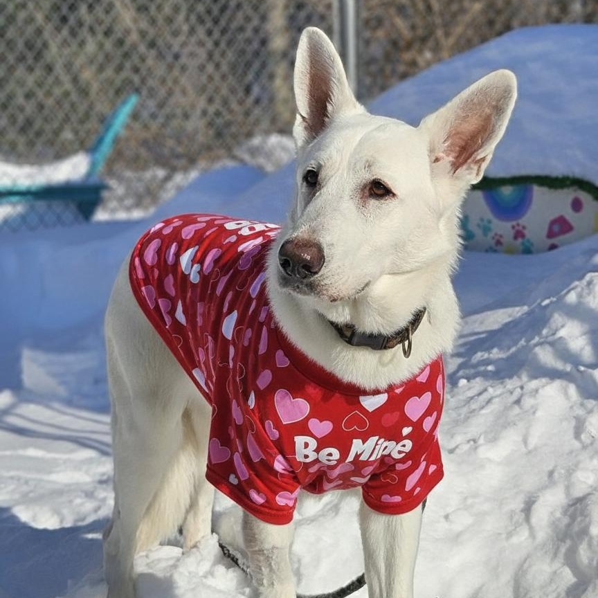 Jordan, ADOPTABLE, Young Male German Shepherd Dog.