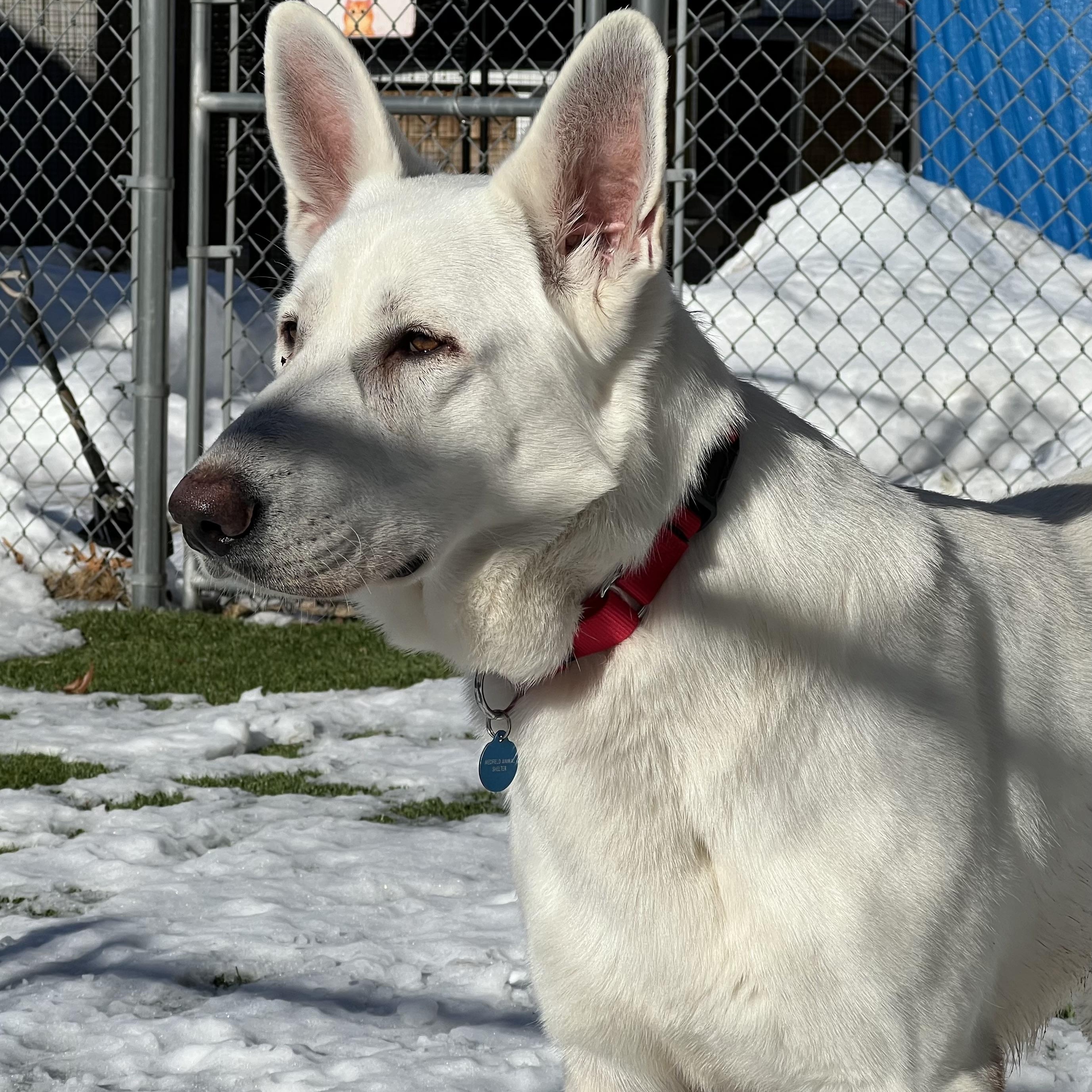 Enlarge Jordan, a ADOPTABLE German Shepherd Dog in Medfield, MA image 6/6