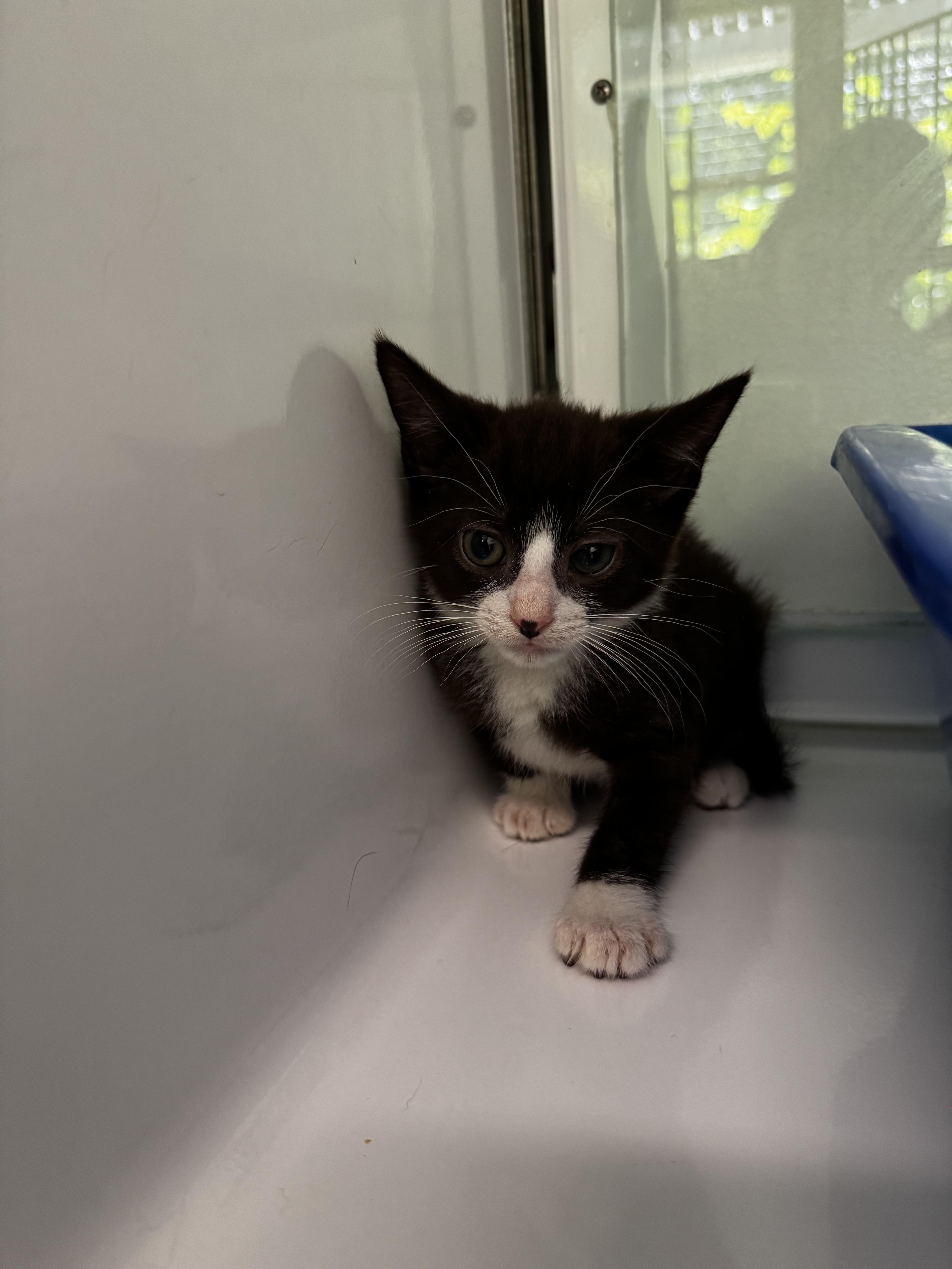 Short Stack, Baby Male Domestic Short Hair