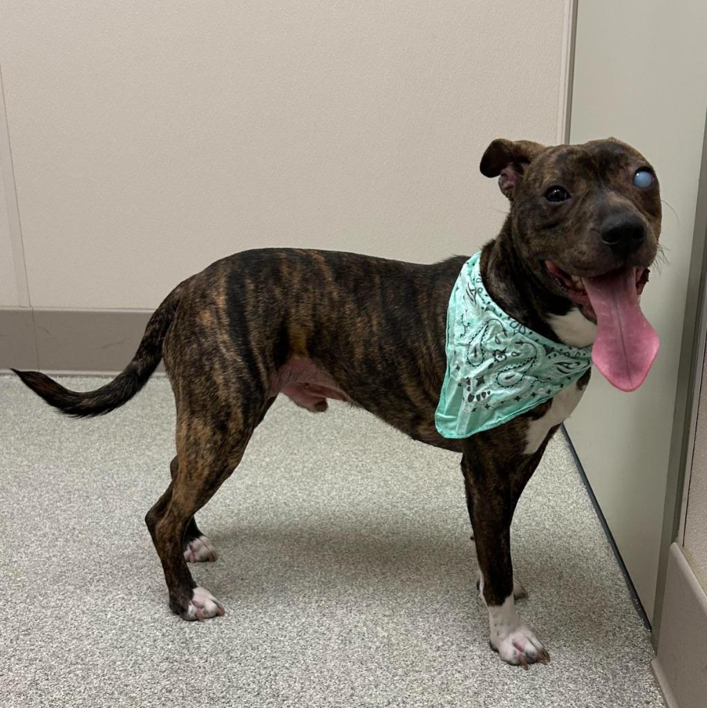 Bubba, Adoptable, Young Male Pit Bull Terrier.