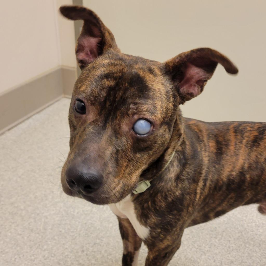 Enlarge Bubba, a Adoptable Pit Bull Terrier in Superior, WI image 2/3