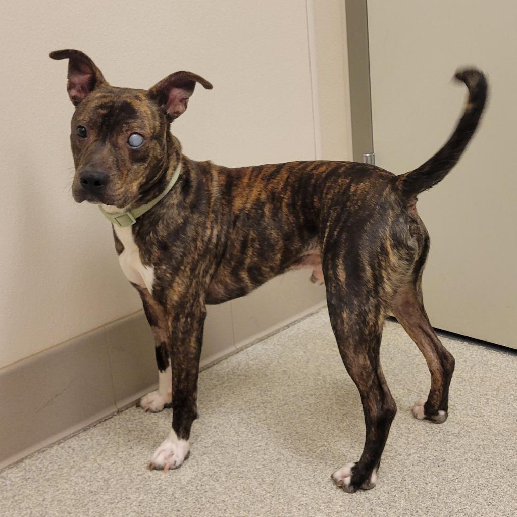 Bubba, Adoptable, Young Male Pit Bull Terrier.