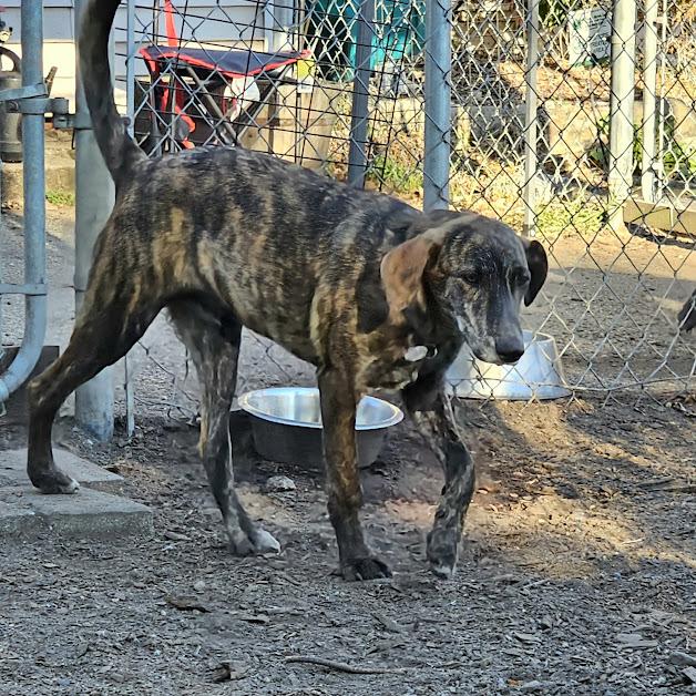 Remi, a Adoptable Plott Hound in Ringwood, NJ image 4/6