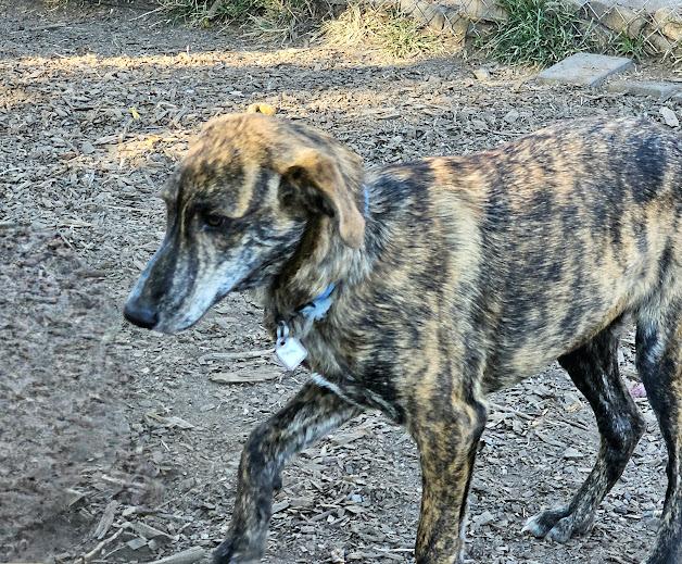 Remi, a Adoptable Plott Hound in Ringwood, NJ image 5/6