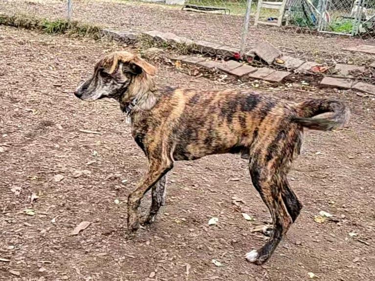 Remi, a Adoptable Plott Hound in Ringwood, NJ image 6/6