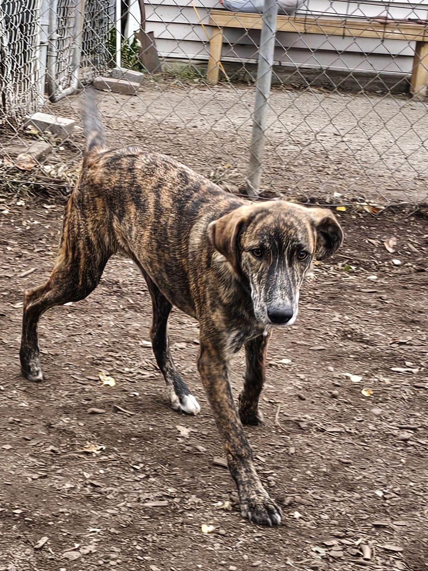 Remi, a Adoptable Plott Hound in Ringwood, NJ image 3/6