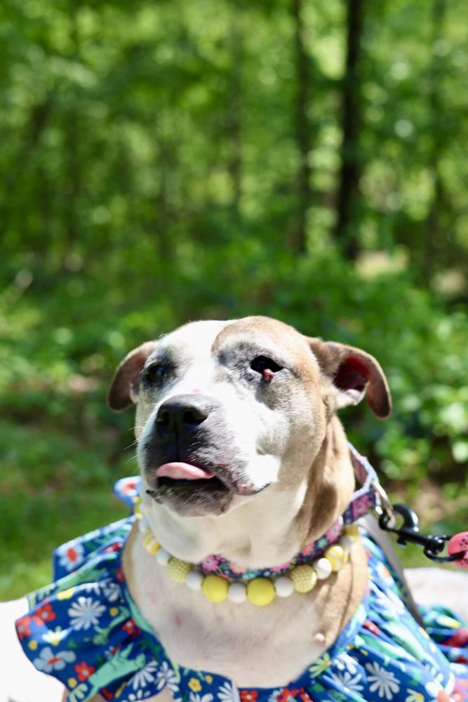 Regina, Adoptable, Adult Female Terrier.