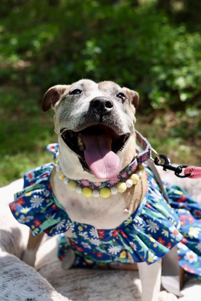 Enlarge Regina, a Adoptable mixed breed in Wake Forest, NC image 2/6