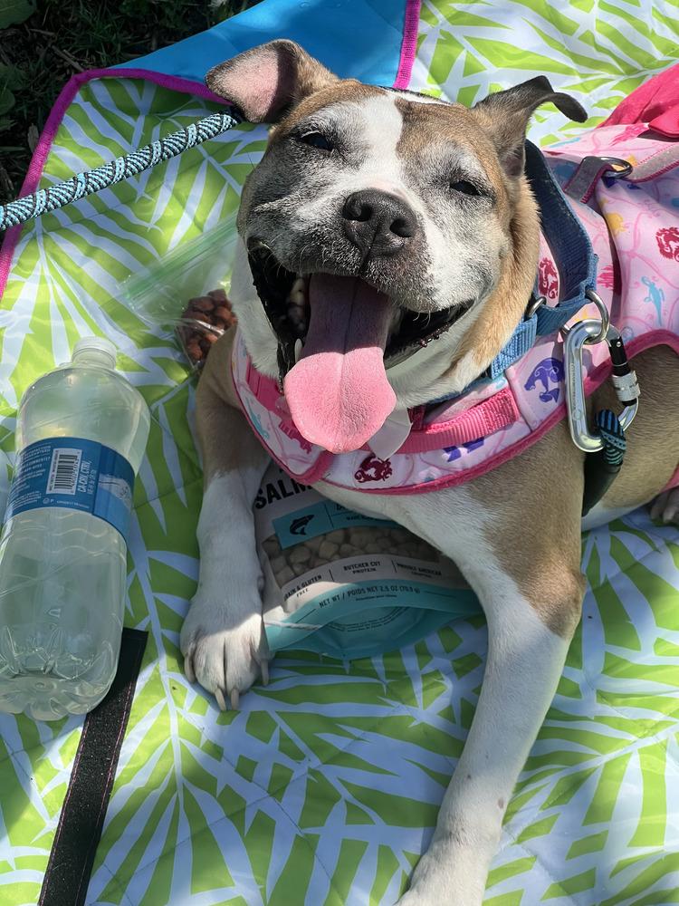 Enlarge Regina, a Adoptable mixed breed in Wake Forest, NC image 2/6