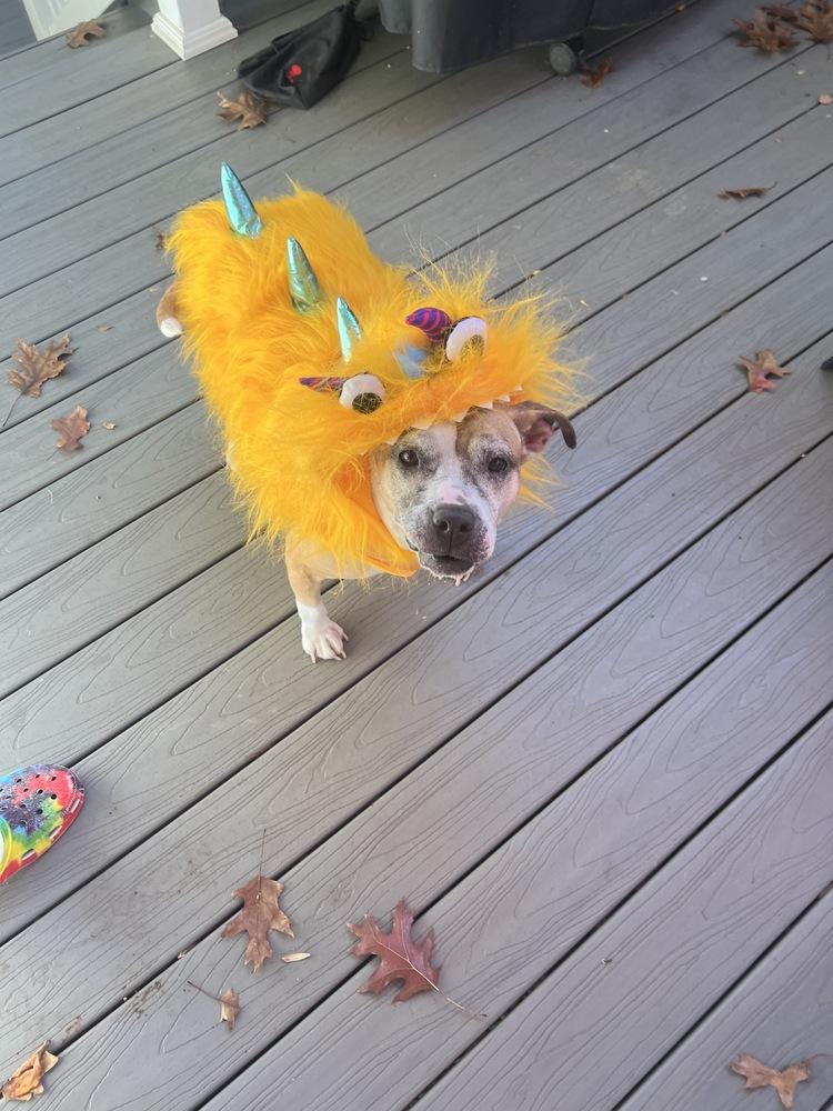 Enlarge Regina, a Adoptable mixed breed in Wake Forest, NC image 3/6