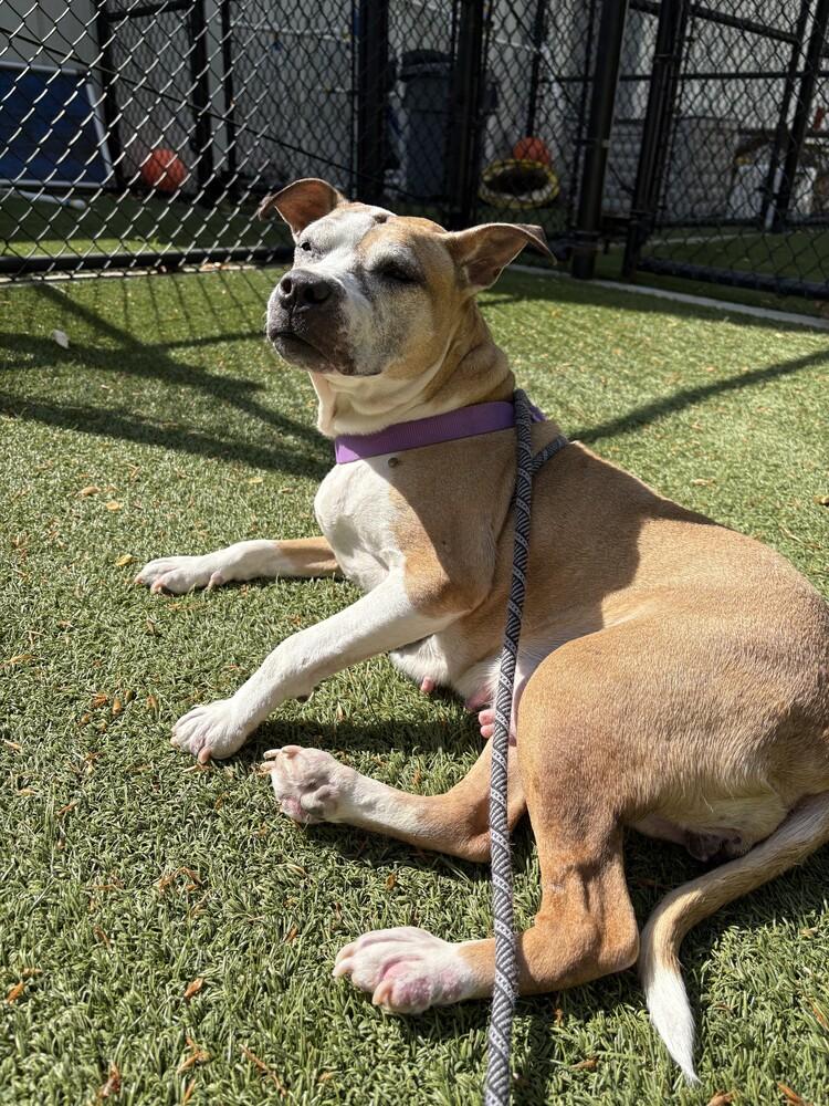 Enlarge Regina, a Adoptable mixed breed in Wake Forest, NC image 4/6