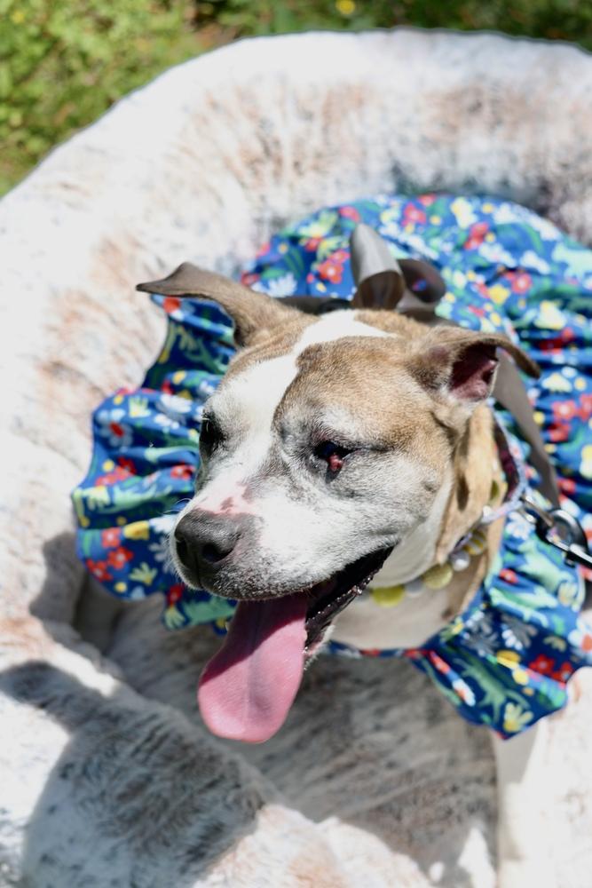 Enlarge Regina, a Adoptable mixed breed in Wake Forest, NC image 3/6