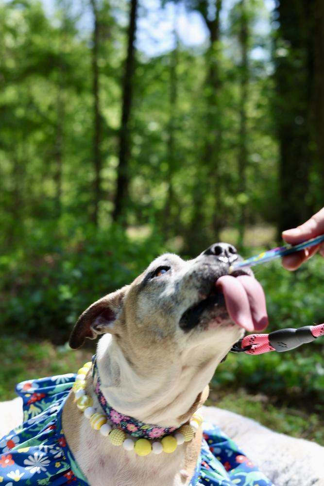 Regina, Adoptable, Adult Female Terrier.