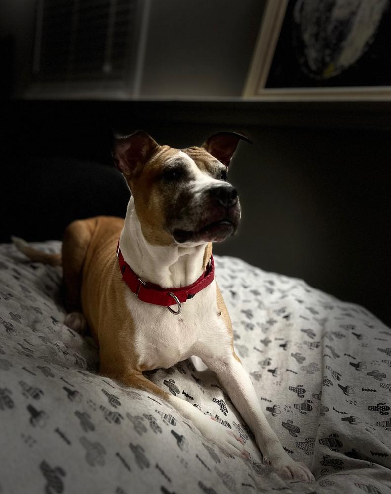 Enlarge Regina, a Adoptable mixed breed in Wake Forest, NC image 5/6