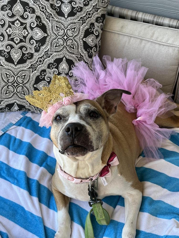 Enlarge Regina, a Adoptable mixed breed in Wake Forest, NC image 6/6