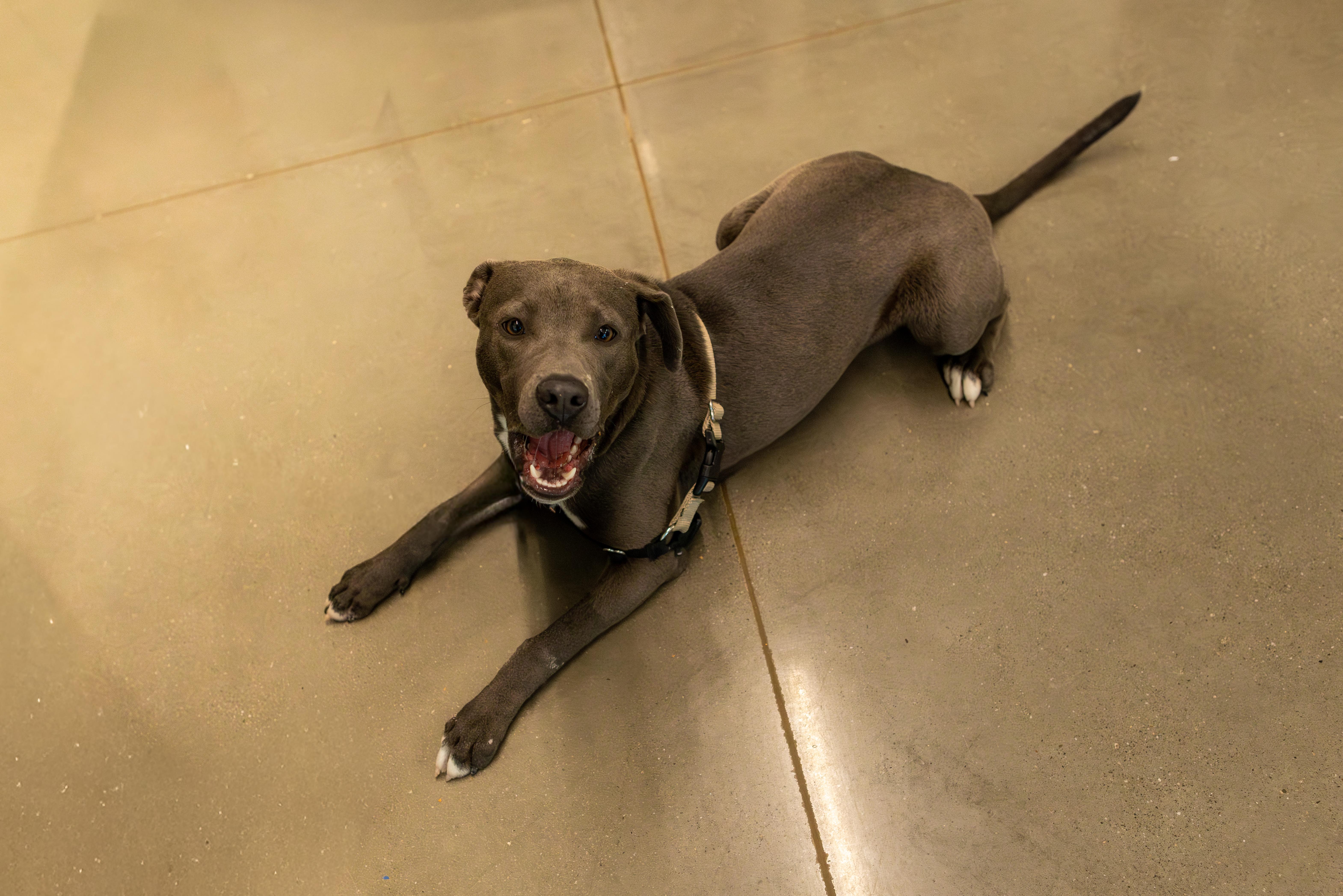 Carlie, a Adoptable mixed breed in Chico, CA image 1/4