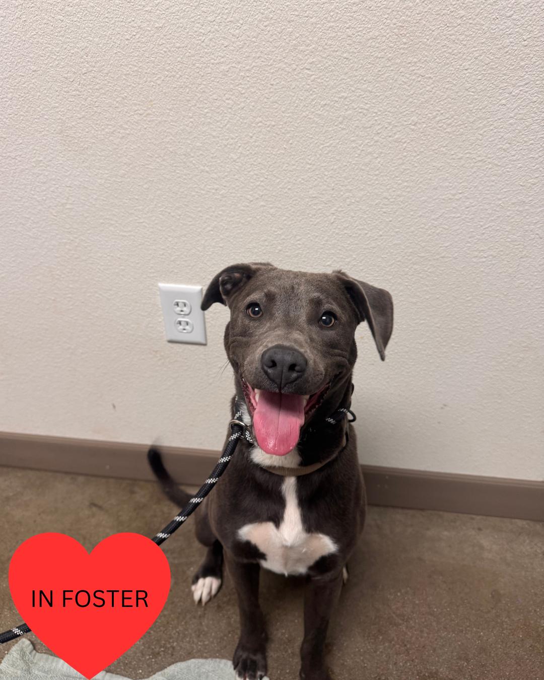 Carlie, a Adoptable mixed breed in Chico, CA image 2/4