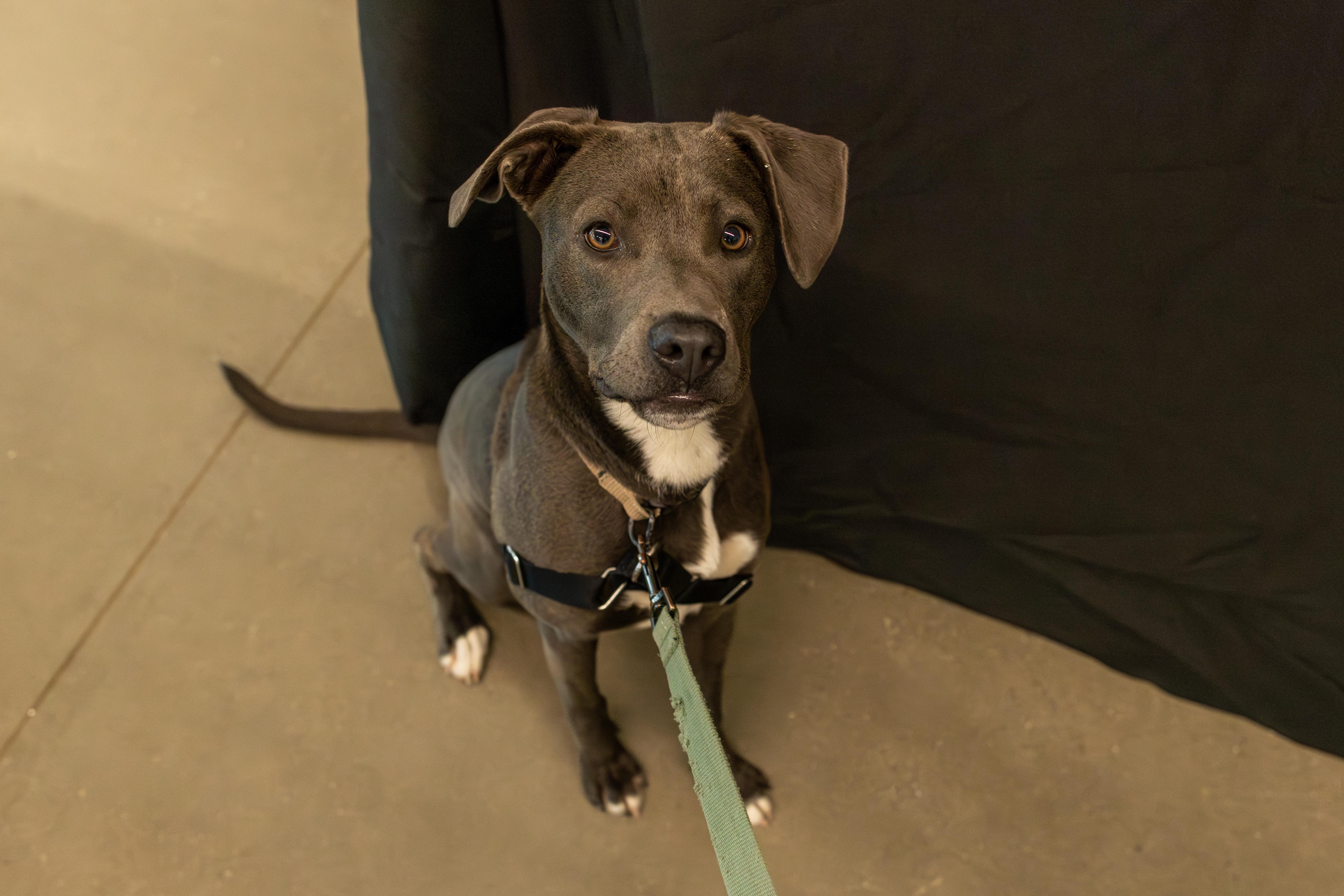 Carlie, a Adoptable mixed breed in Chico, CA image 3/4