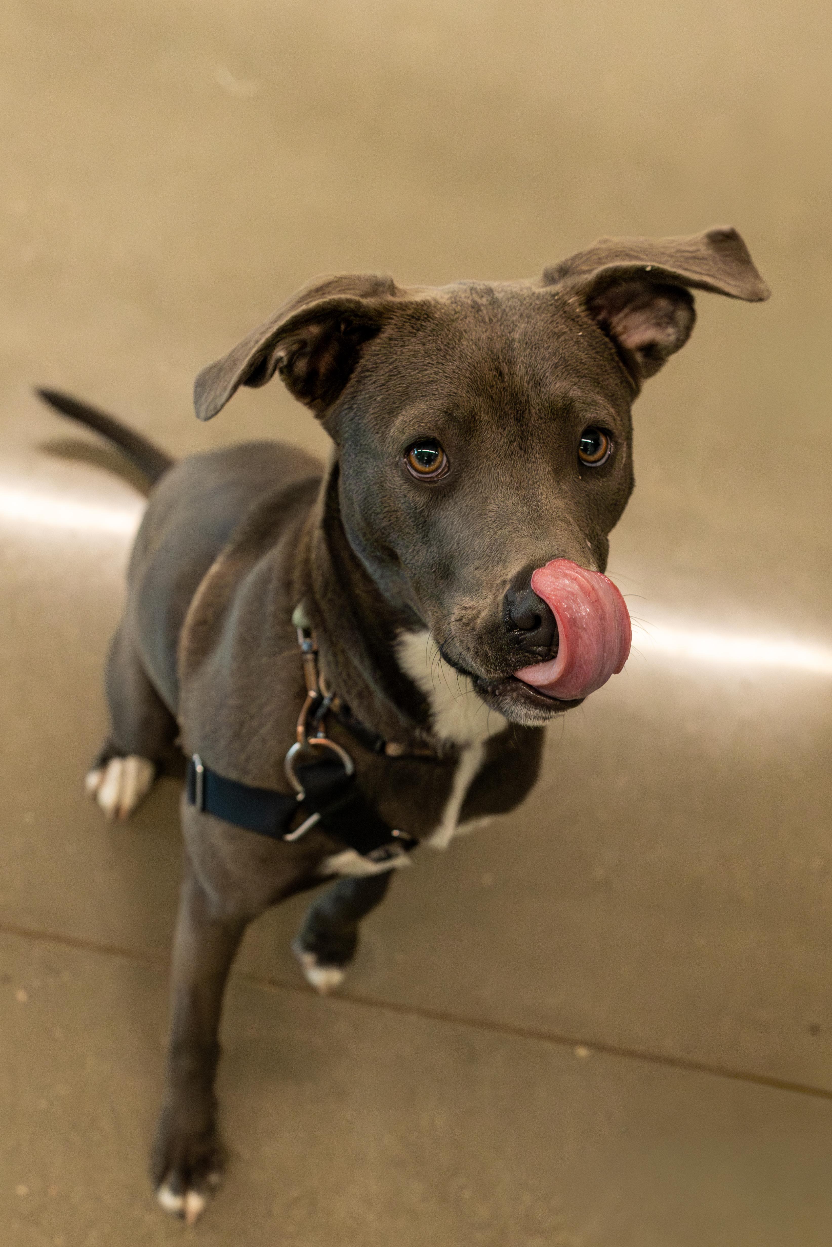 Carlie, a Adoptable mixed breed in Chico, CA image 4/4