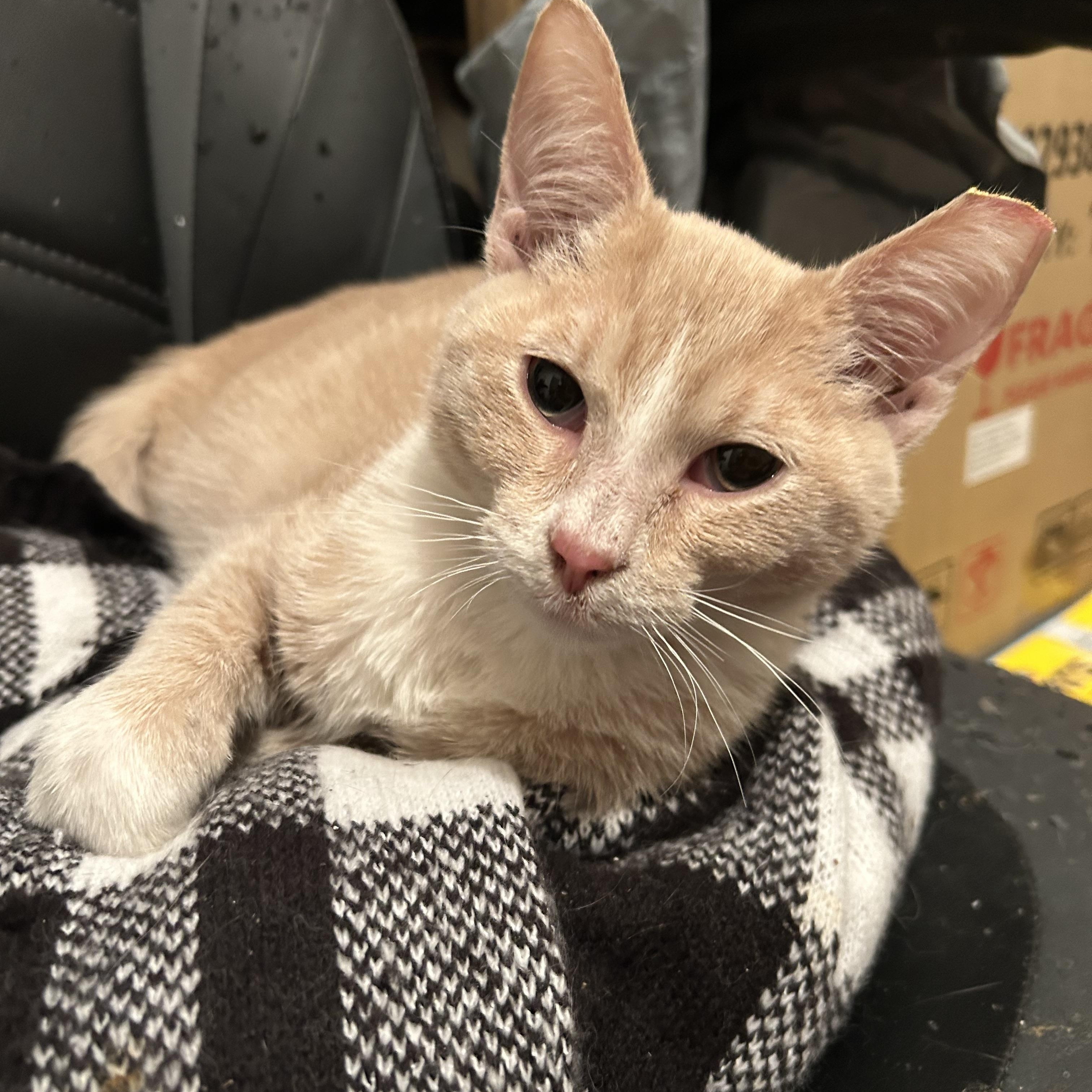 Noel, Adoptable, Young Male Domestic Short Hair.