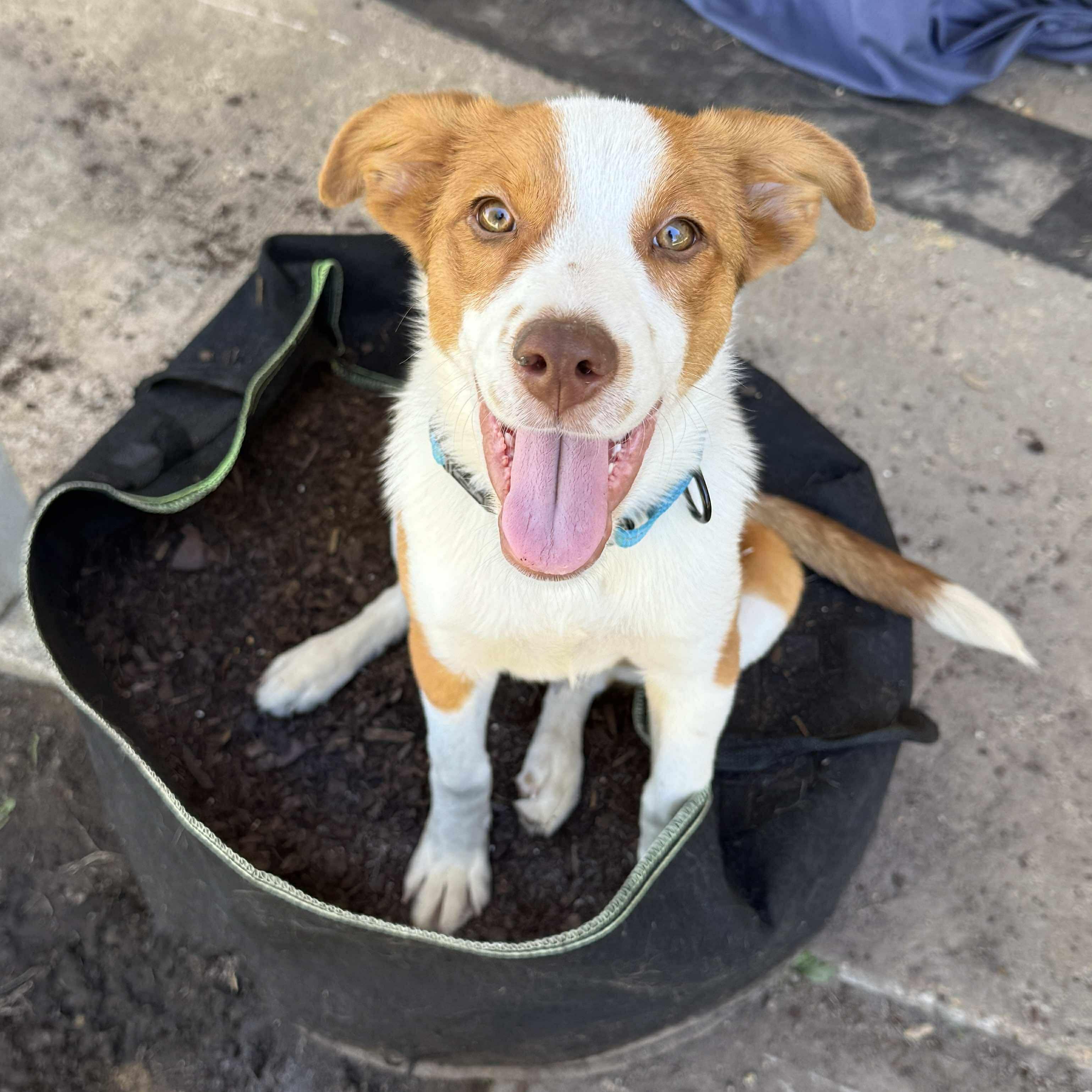 Noni, Adopted, Puppy Female Australian Shepherd.