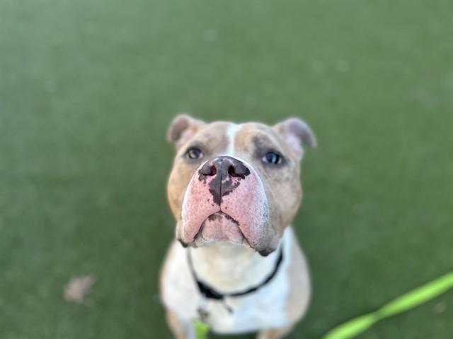 Enlarge SKEETER, a Adoptable mixed breed in Omaha, NE image 1/1