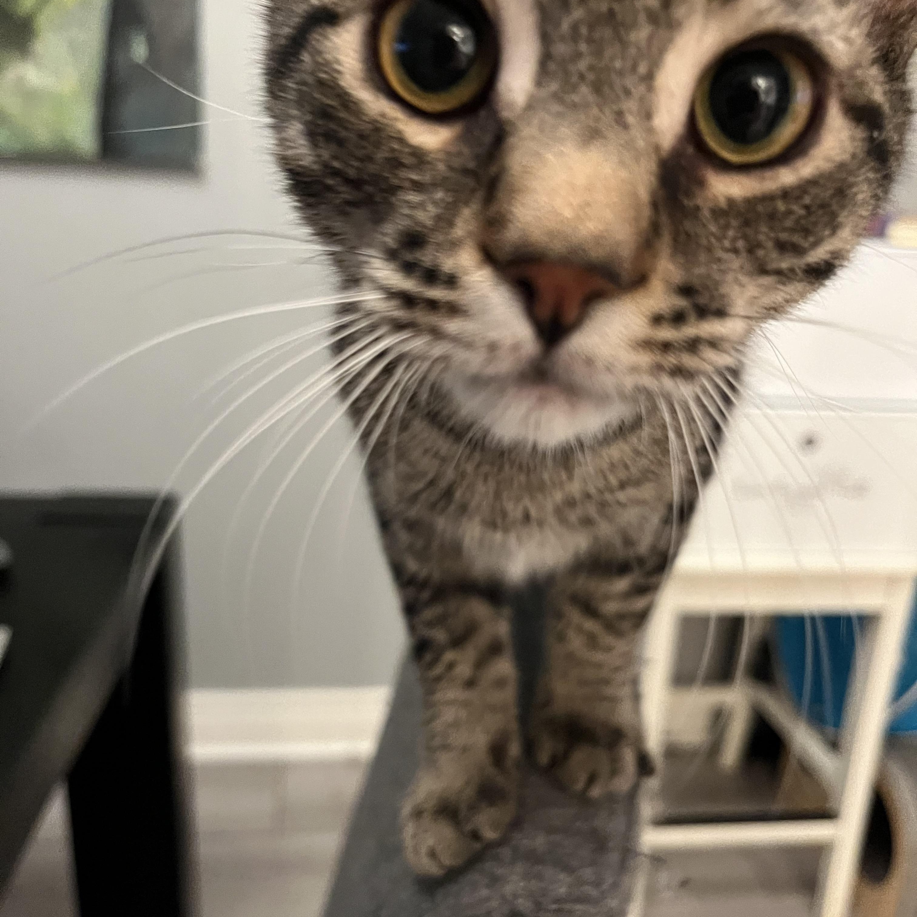 Enlarge Zoot MUST BE ADOPTED AS A BUDDY, a ADOPTABLE Domestic Short Hair in Toronto, ON image 2/4