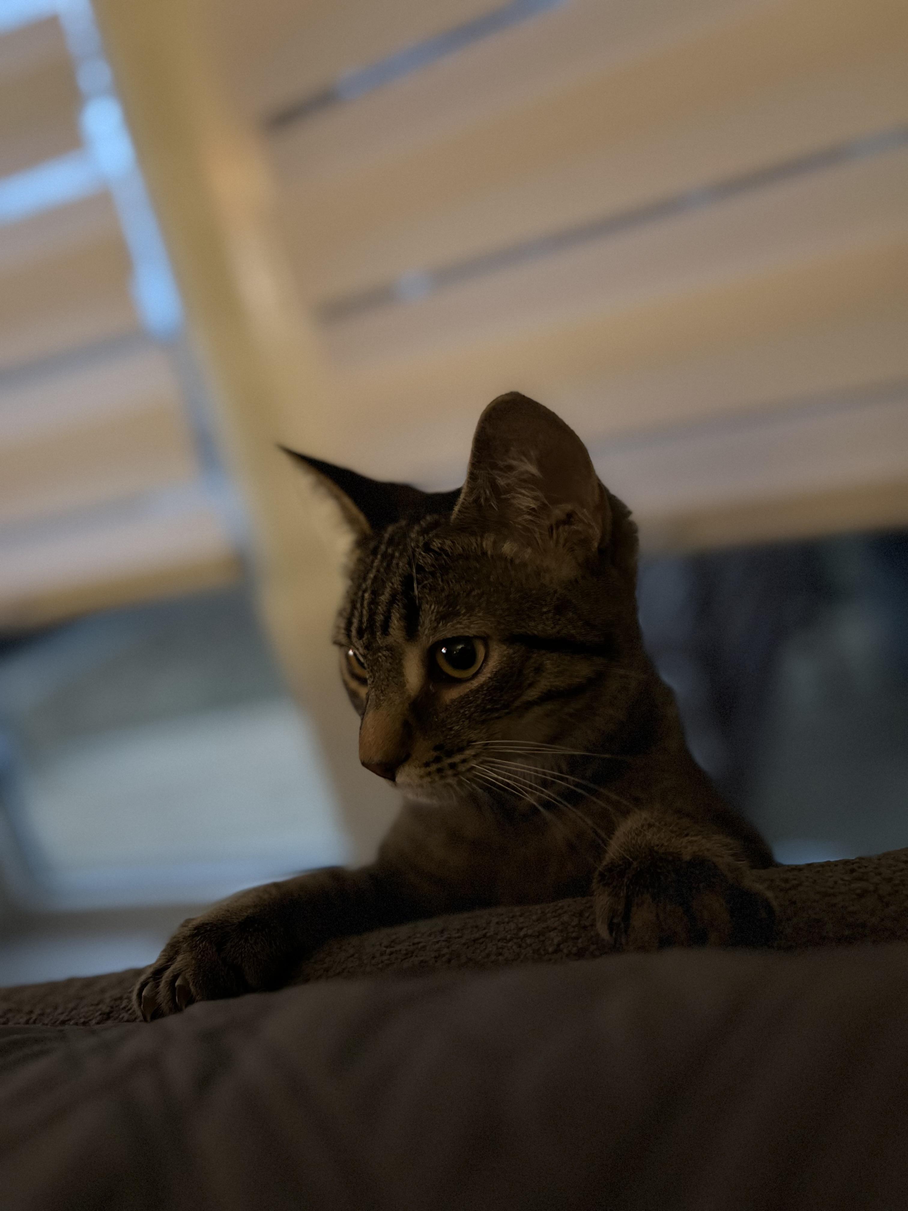 Enlarge Zoot MUST BE ADOPTED AS A BUDDY, a ADOPTABLE Domestic Short Hair in Toronto, ON image 4/4