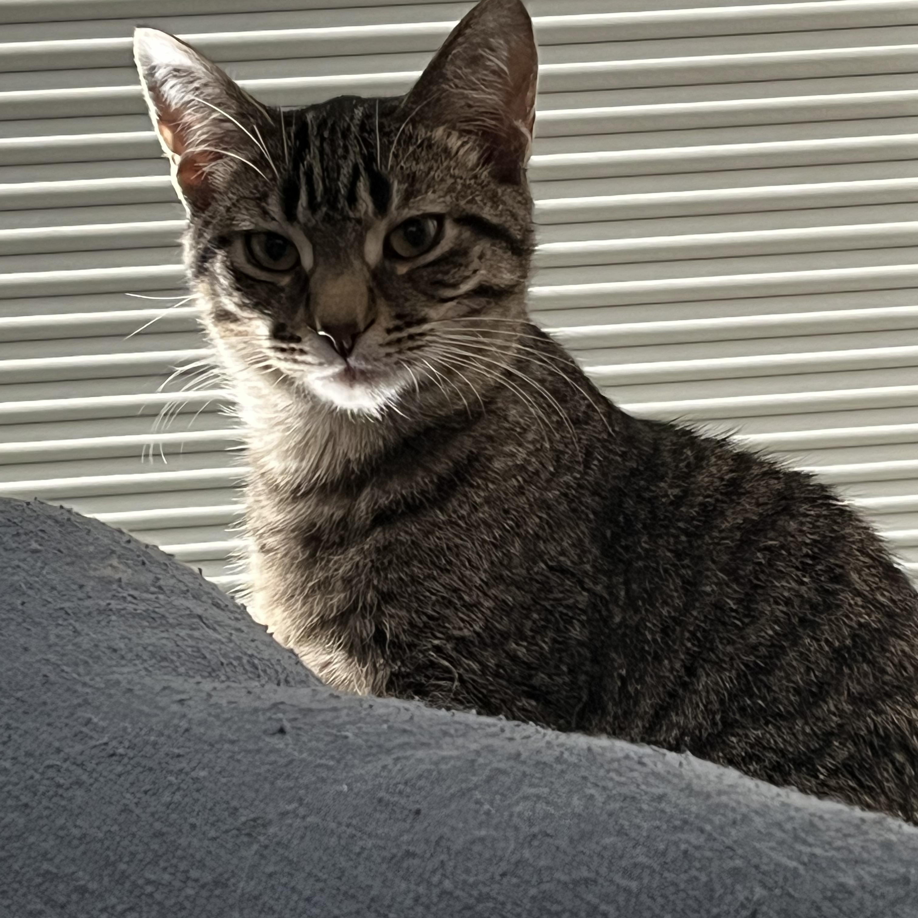 Enlarge Zoot MUST BE ADOPTED AS A BUDDY, a ADOPTABLE Domestic Short Hair in Toronto, ON image 3/4