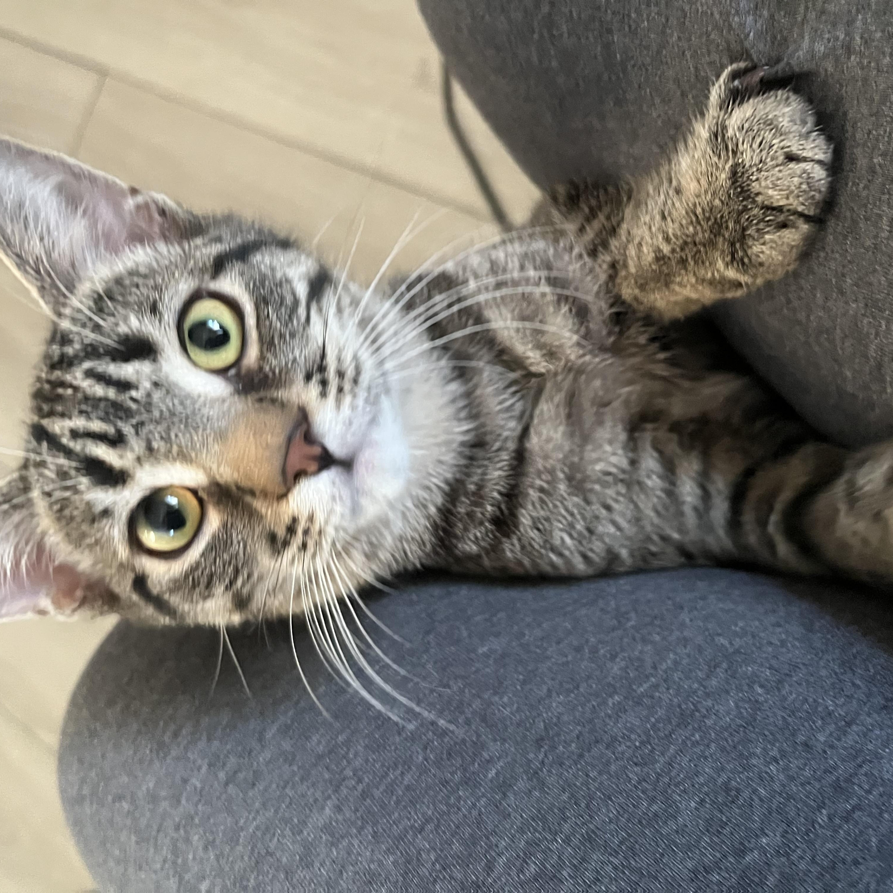 Enlarge Zoot MUST BE ADOPTED AS A BUDDY, a ADOPTABLE Domestic Short Hair in Toronto, ON image 1/4