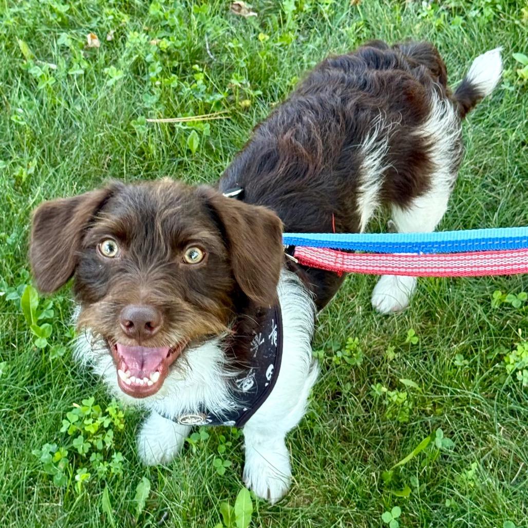 Dain, Adoptable, Young Male Miniature Poodle & Dachshund.