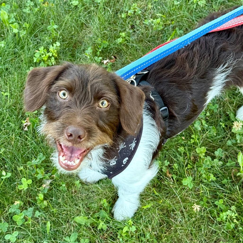 Enlarge Dain, a Adoptable mixed breed in Crystal, MN image 2/6