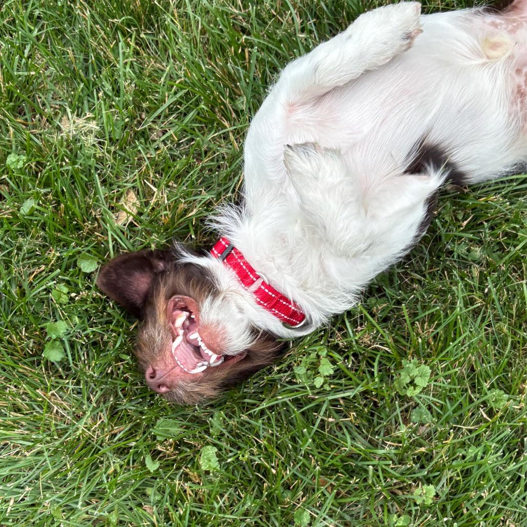 Enlarge Dain, a Adoptable mixed breed in Crystal, MN image 3/6