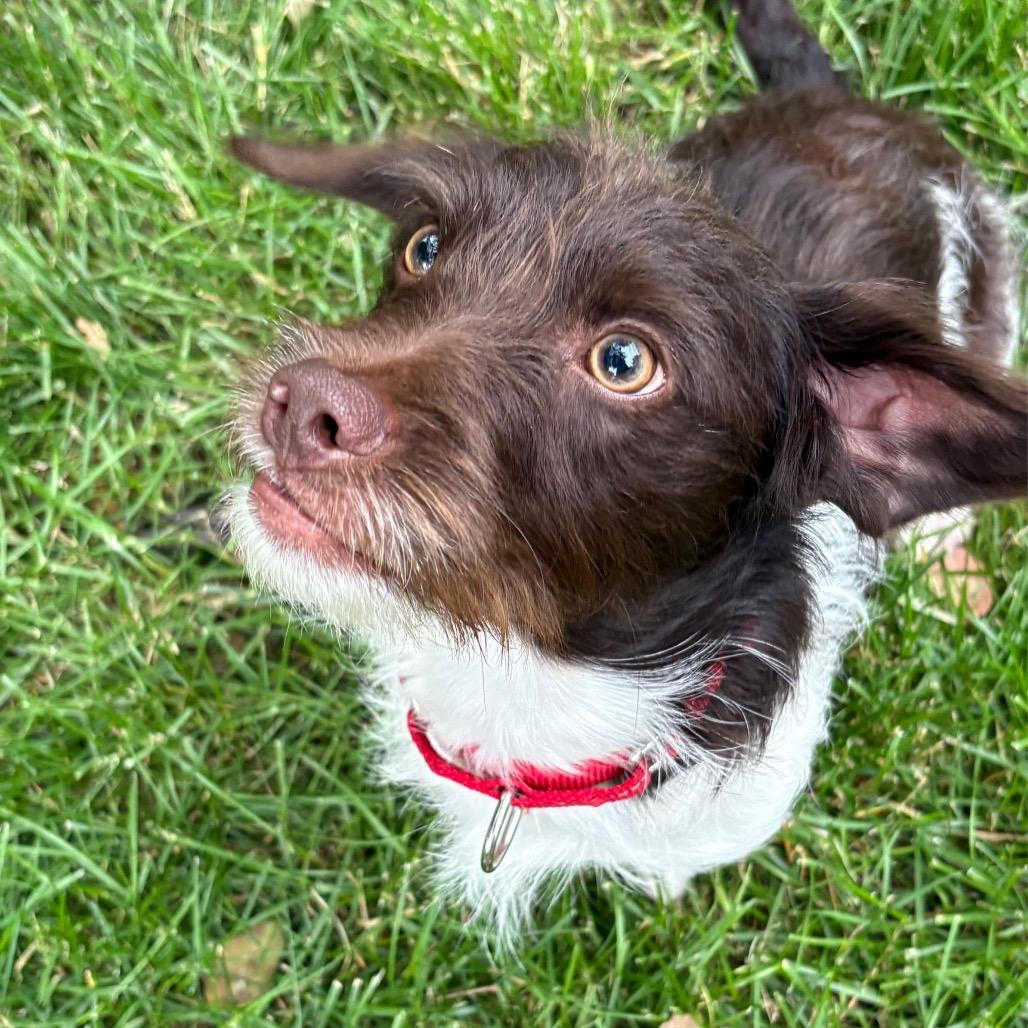 Enlarge Dain, a Adoptable mixed breed in Crystal, MN image 4/6