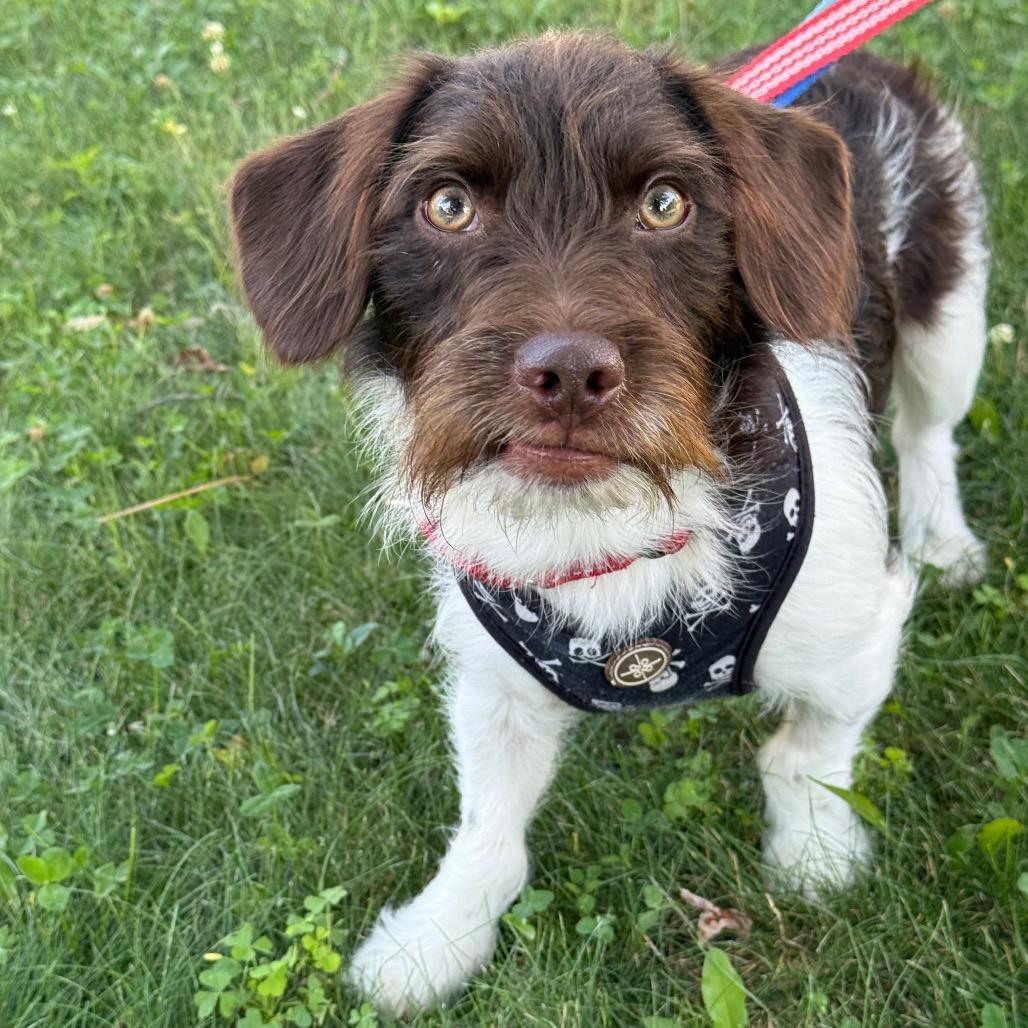 Enlarge Dain, a Adoptable mixed breed in Crystal, MN image 5/6