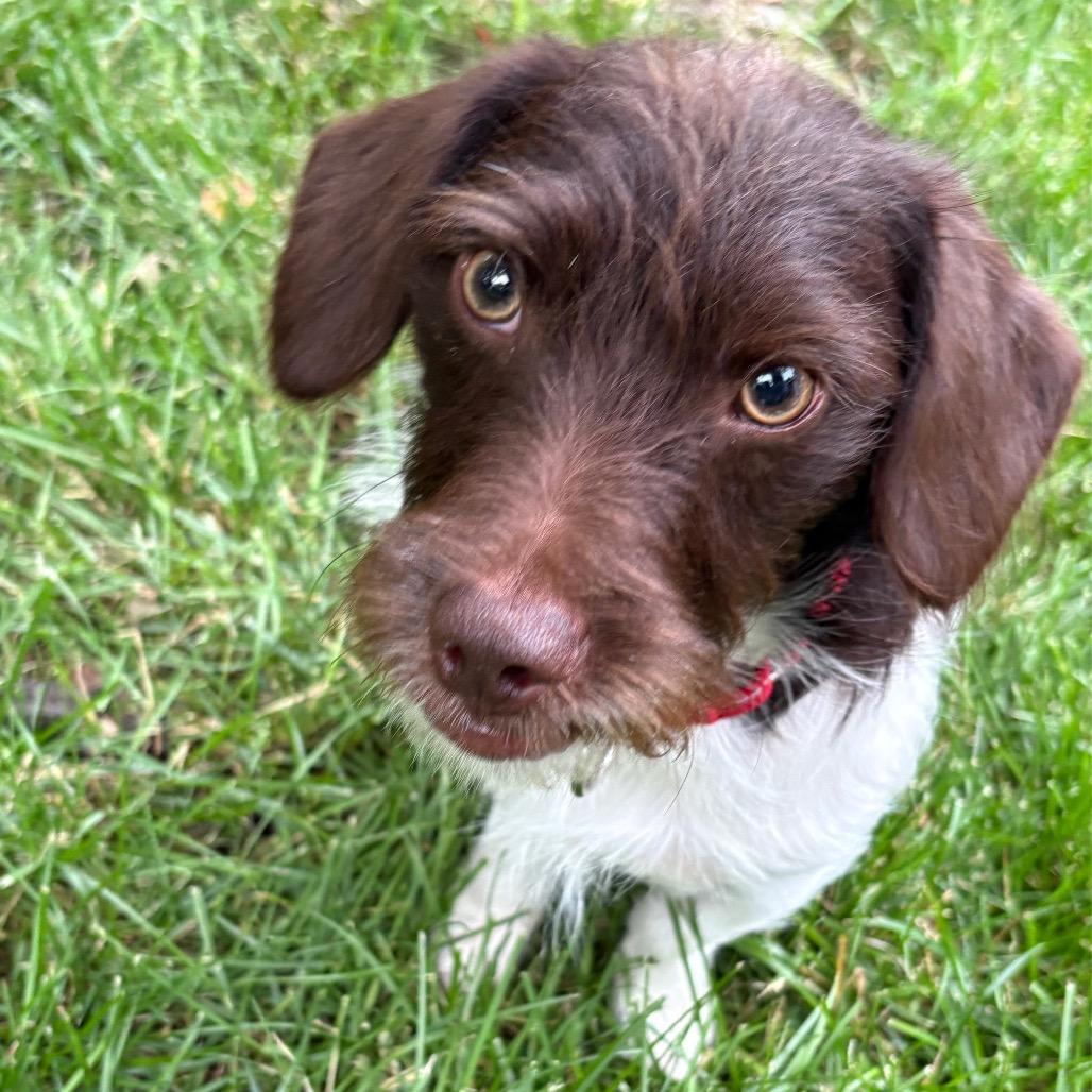 Enlarge Dain, a Adoptable mixed breed in Crystal, MN image 6/6