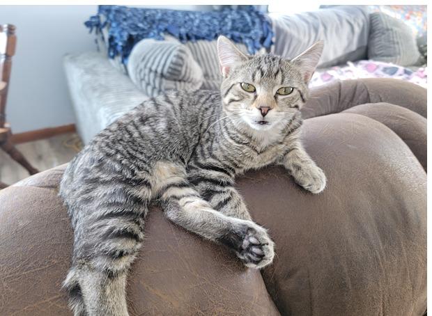 Hubbard, Adoptable, Young Male Domestic Short Hair.