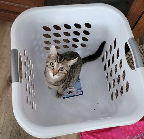 Hubbard, a Adoptable mixed breed in Decorah, IA image 2/3