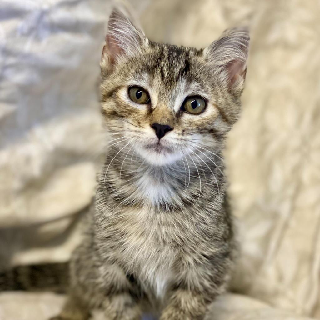 Hubbard, Adoptable, Kitten Male Domestic Short Hair.