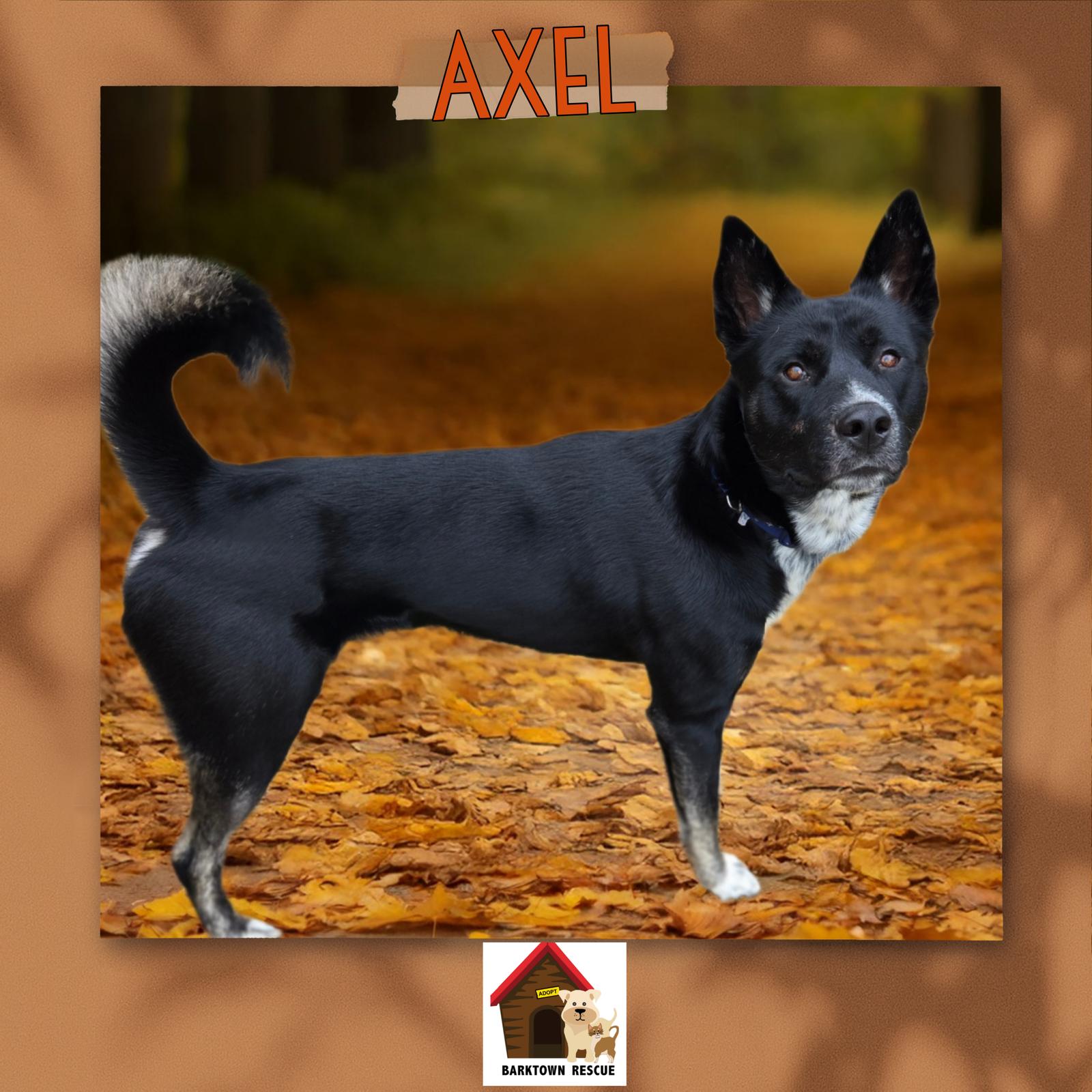 Enlarge Axel, a Adoptable Siberian Husky in Boston, KY image 1/3