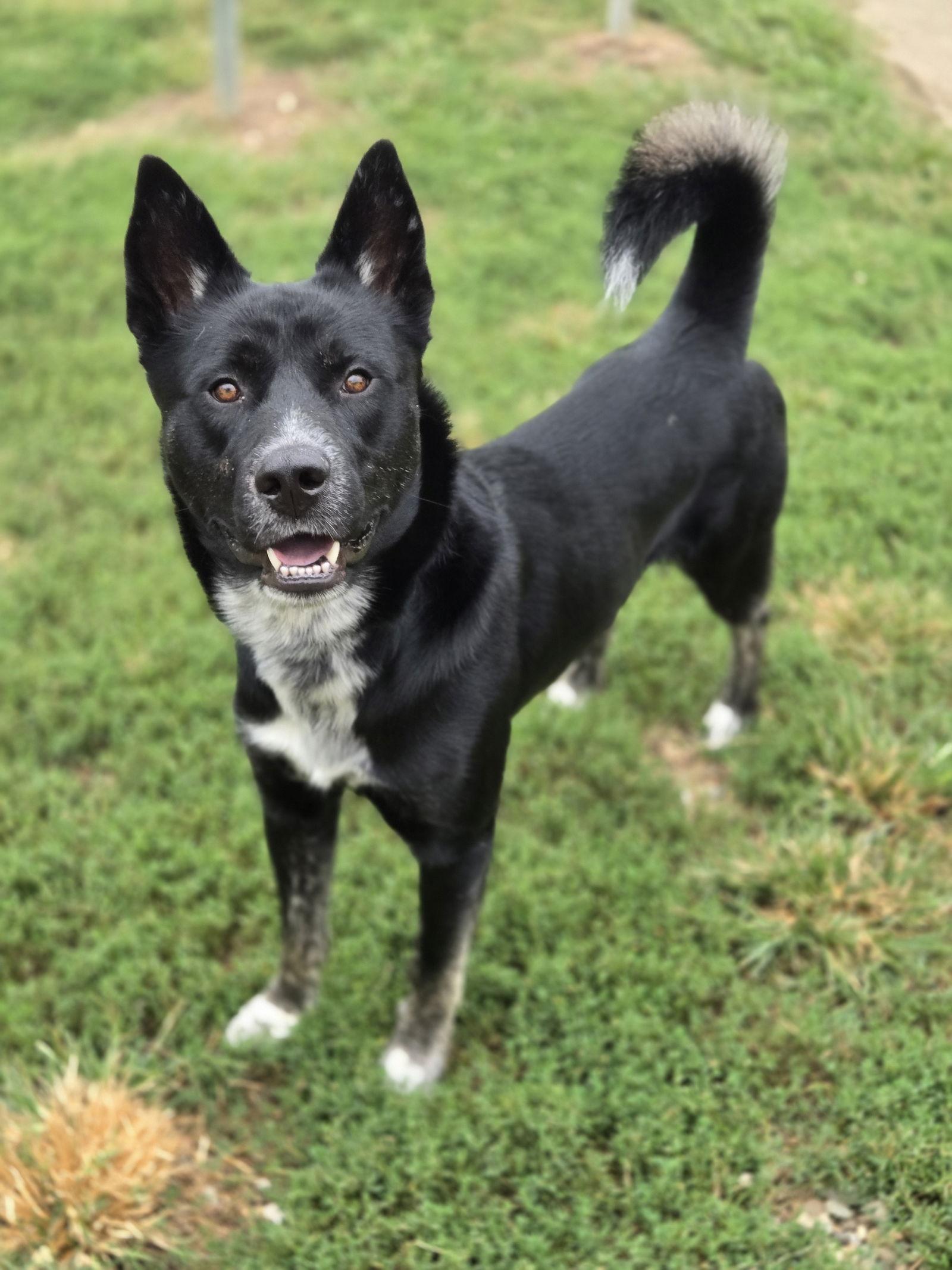 Enlarge Axel, a Adoptable Siberian Husky in Boston, KY image 2/3