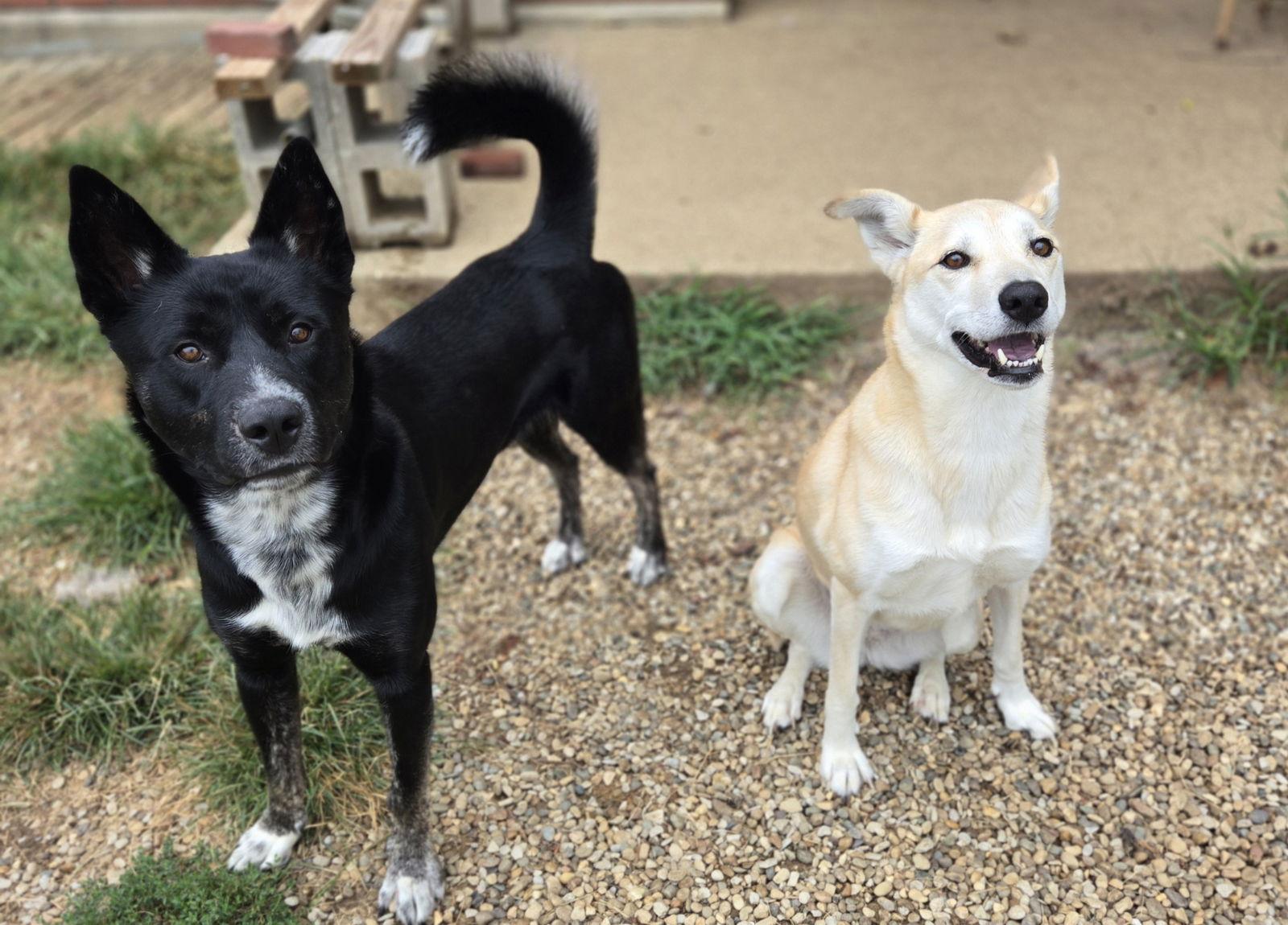 Enlarge Axel, a Adoptable Siberian Husky in Boston, KY image 3/3