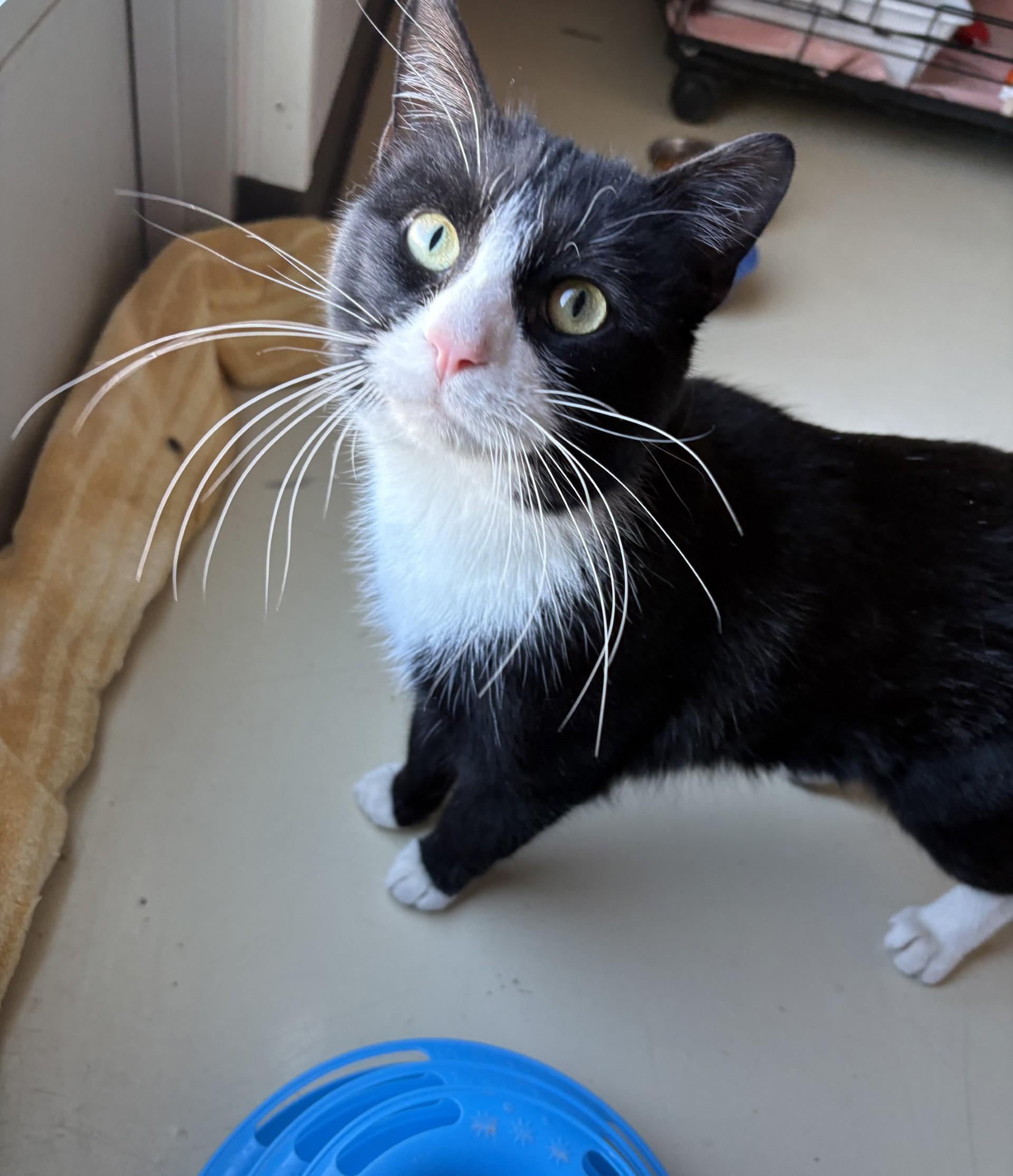 Enlarge Panda, a ADOPTABLE Domestic Short Hair in Black River Falls, WI image 1/1