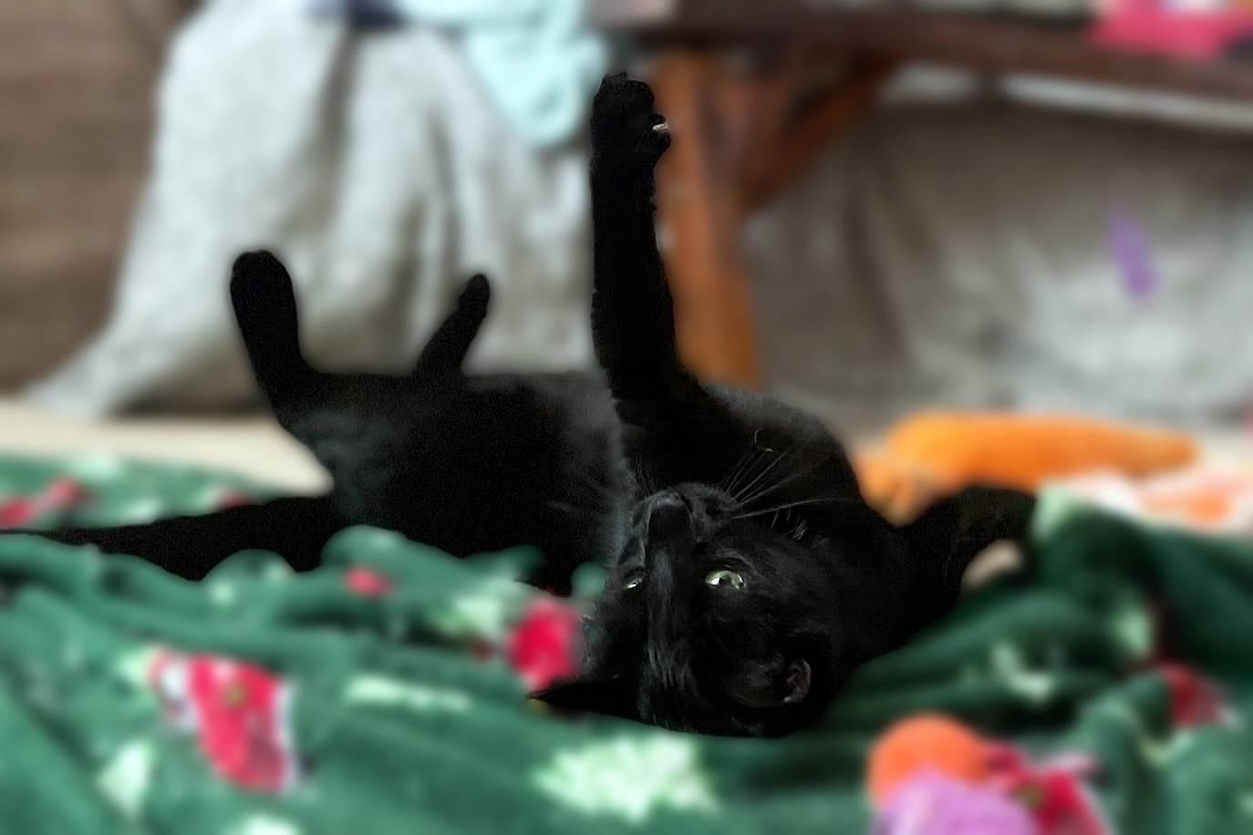 December, an adoptable Domestic Short Hair in Lemoyne, PA image 6/6