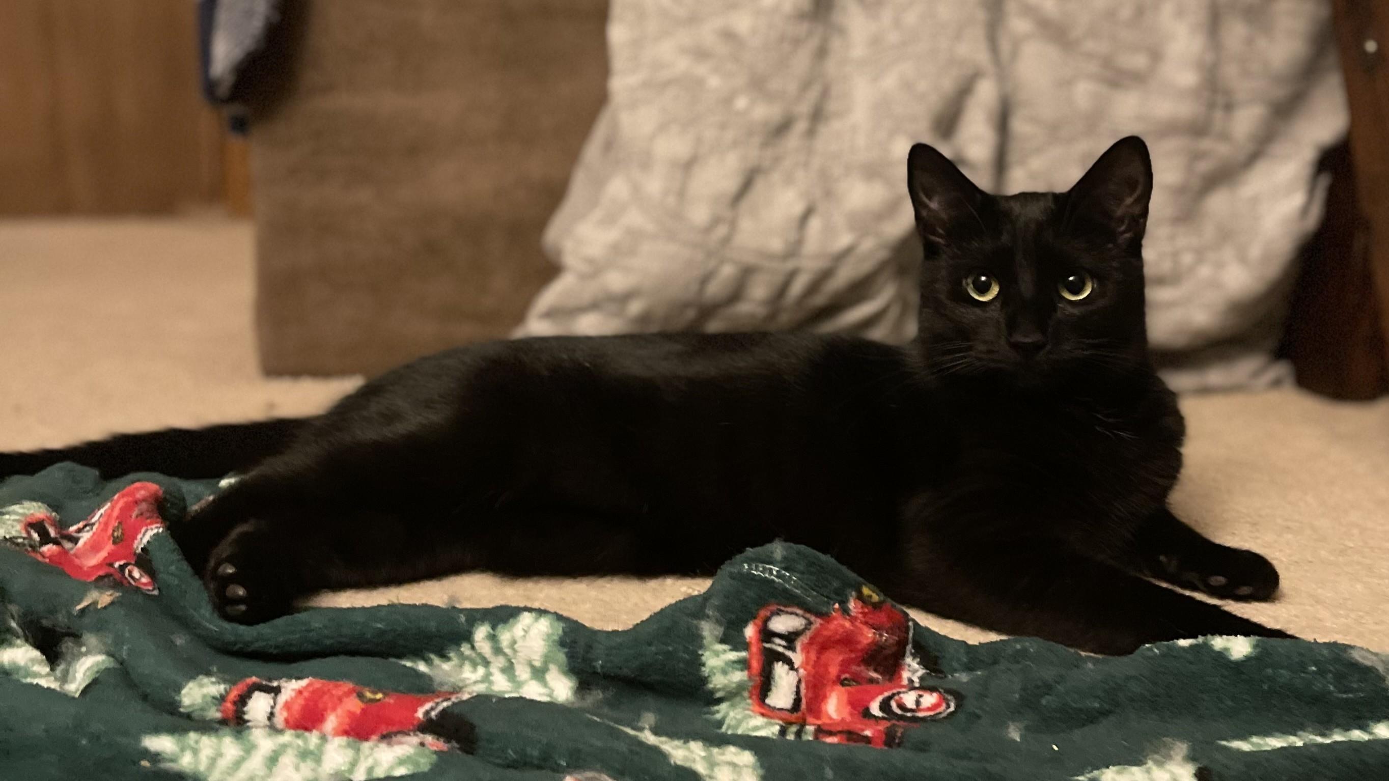 December, an adoptable Domestic Short Hair in Lemoyne, PA image 3/6