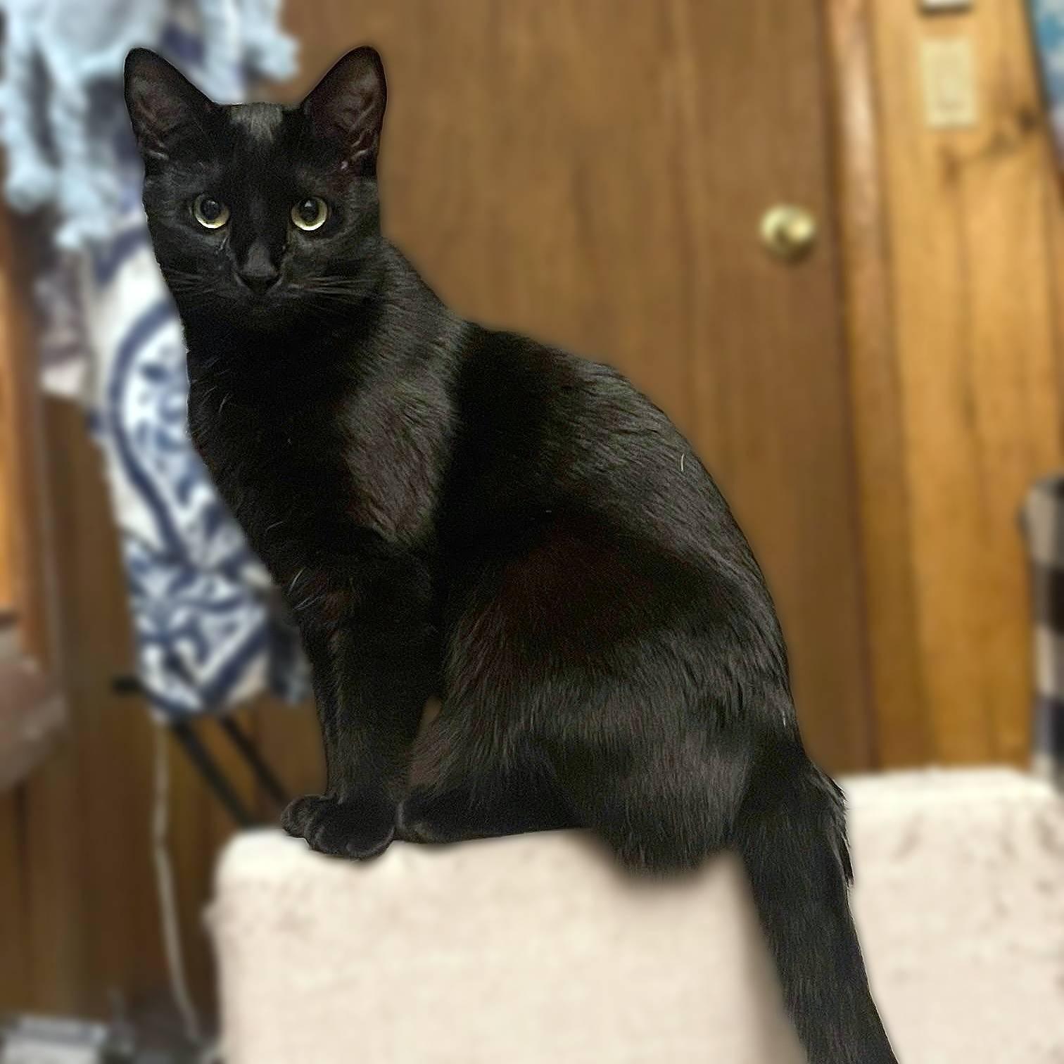 December, adoptable, Young Female Domestic Short Hair.