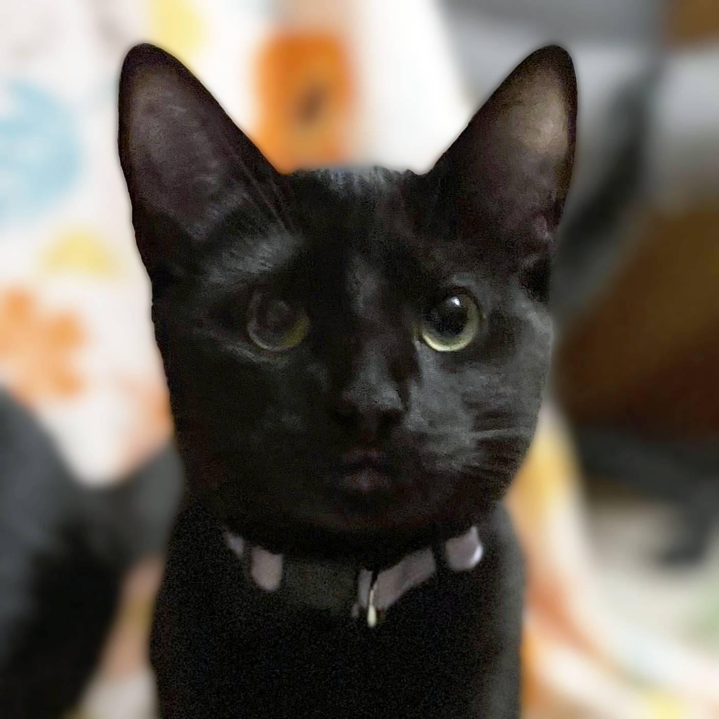 December, an adoptable Domestic Short Hair in Lemoyne, PA image 4/6